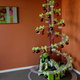 Illustration for article titled The Tannenboing: A Different Kind of Christmas Tree